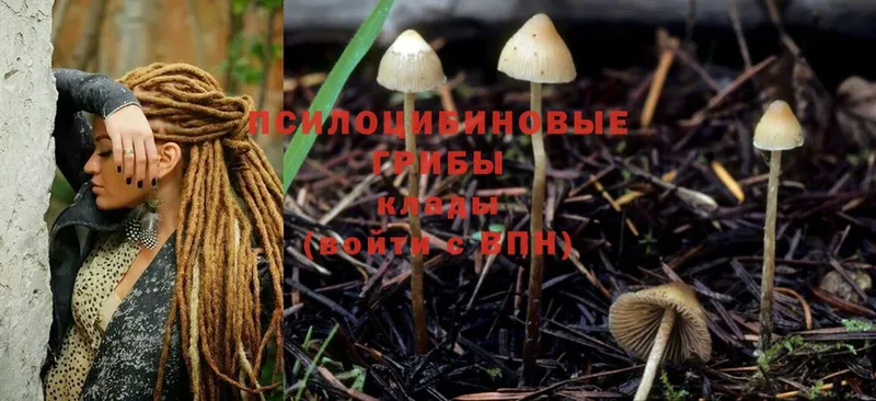 Псилоцибиновые грибы Magic Shrooms  Черкесск 